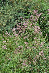 Apocynum lancifolium