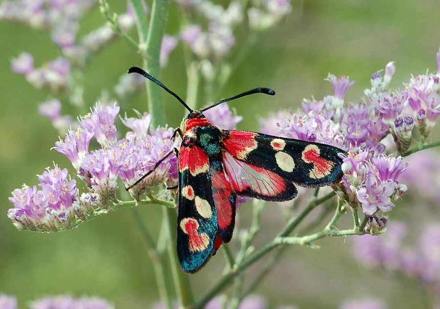Zygaena truchmena