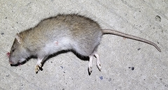 Rattus norvegicus