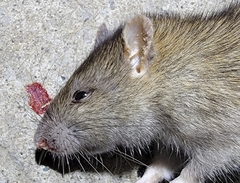 Rattus norvegicus