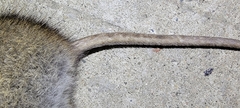 Rattus norvegicus