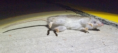 Rattus norvegicus