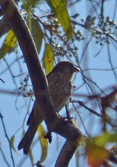 Haemorhous mexicanus