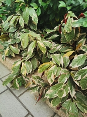 Excoecaria cochinchinensis