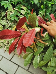 Excoecaria cochinchinensis