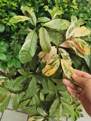 Excoecaria cochinchinensis