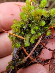 Scapania irrigua