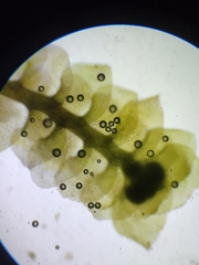 Scapania irrigua