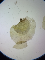 Scapania irrigua