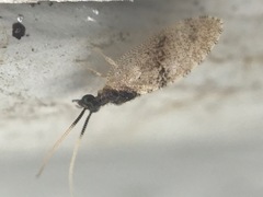 Sympherobius barberi