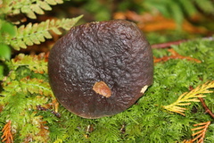 Xerocomellus atropurpureus