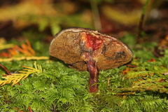 Xerocomellus atropurpureus