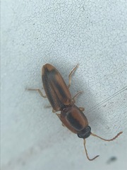 Aeolus trilineatus