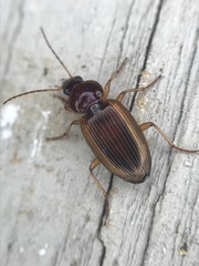 Agonum pallipes