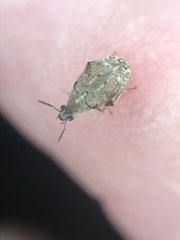 Algarobius bottimeri