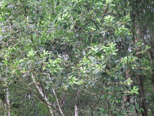 Ilex paraguariensis