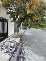 Lonchocarpus longistylus