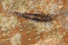 Pedetontus saltator