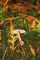Xerocomellus atropurpureus
