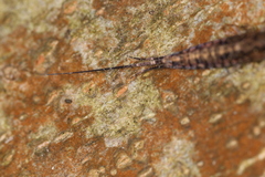 Pedetontus saltator