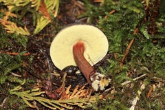 Xerocomellus atropurpureus