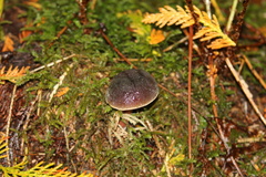 Xerocomellus atropurpureus