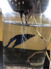 Betta splendens