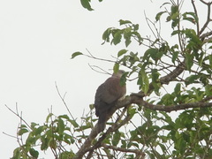 Ducula badia