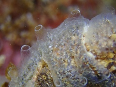 Lister's Didemnid photo 4
