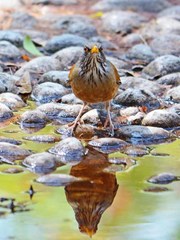 Turdus rufopalliatus