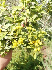 Zaluzania