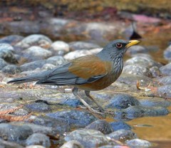 Turdus rufopalliatus