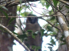 Strix leptogrammica