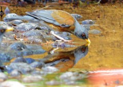 Turdus rufopalliatus