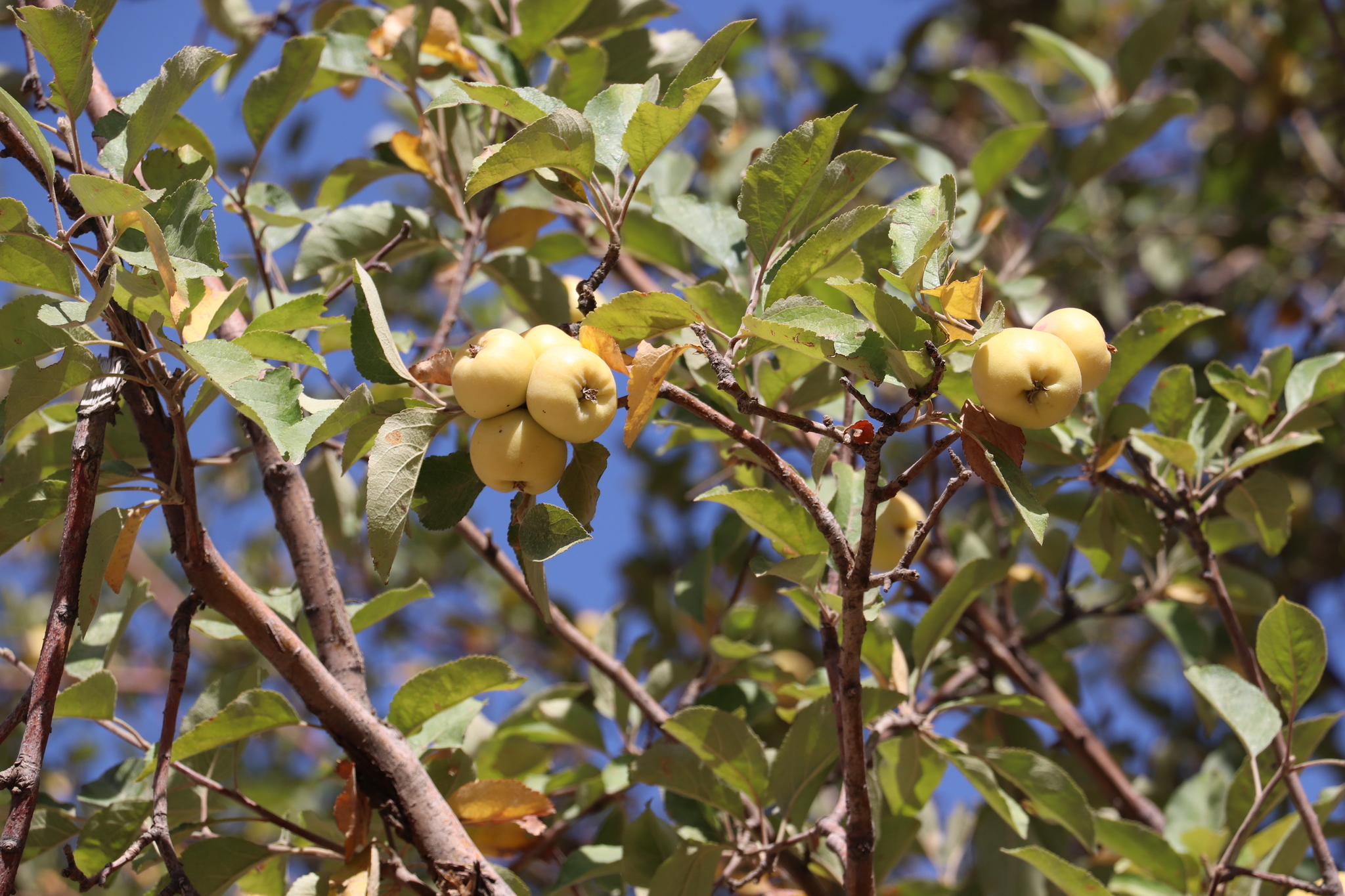 Malus sieversii