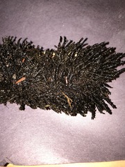 Rhynchostegium