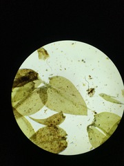 Rhynchostegium