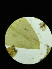 Rhynchostegium
