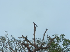 Ducula badia