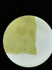 Rhynchostegium