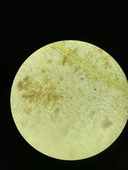 Rhynchostegium