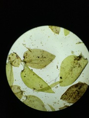 Rhynchostegium