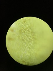 Rhynchostegium