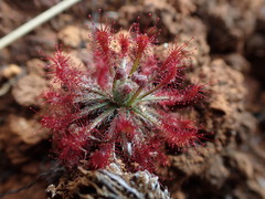 Drosera neocaledonica
