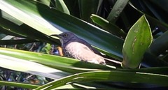 Toxostoma curvirostre