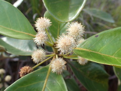 Codia spatulata
