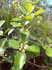 Codia spatulata