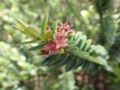 Metrosideros operculata