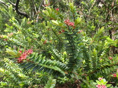 Metrosideros operculata