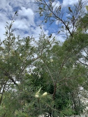 Grevillea whiteana